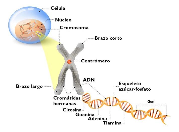 Sel, DNA, kromosom, gen