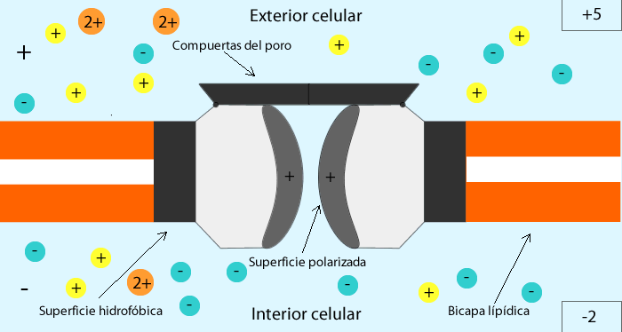 Transportasi sel: jenis dan karakteristiknya