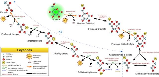 Katabolisme: fungsi dan proses katabolik