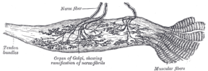 Organ tendon golgi: struktur anatomi, fungsi