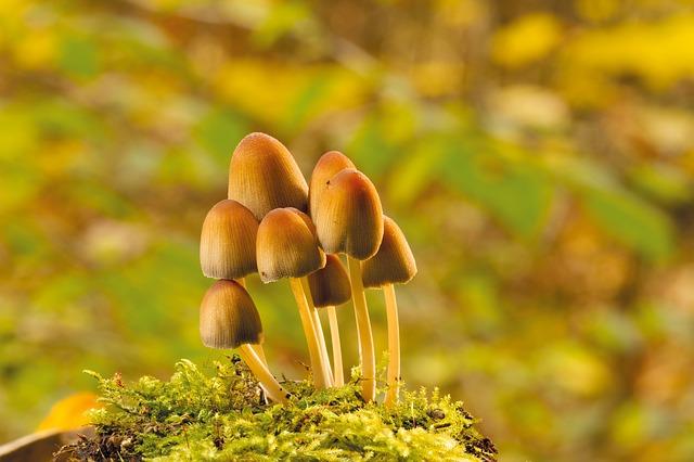 Bagaimana jamur memberi makan? Klasifikasi
