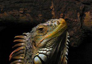 Ovovivipar yang terkenal: iguana