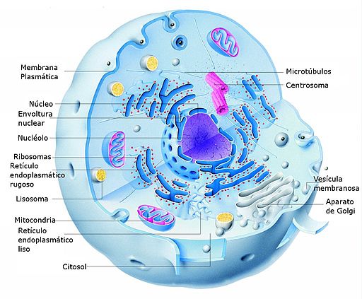 Hasil gambar untuk sel hewan hidup