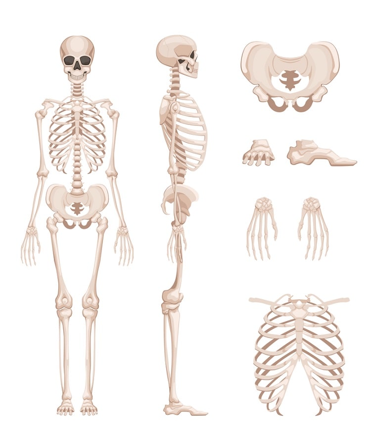 Osteologi: apa yang dipelajari dan konsep dasarnya
