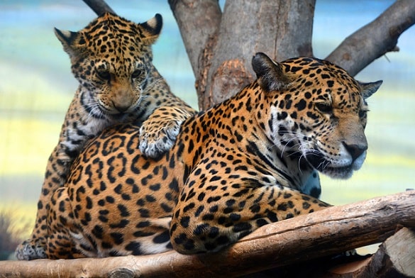 Jaguar: evolusi, karakteristik, habitat, reproduksi