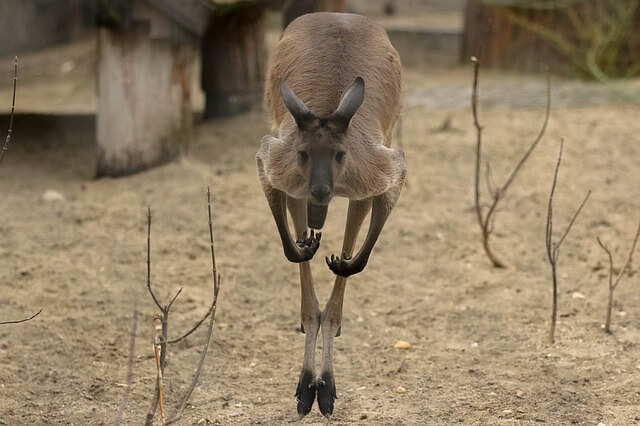Hasil gambar untuk kanguru lifeder