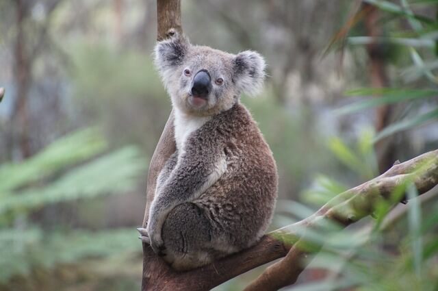 Koala: karakteristik, habitat, reproduksi, makan