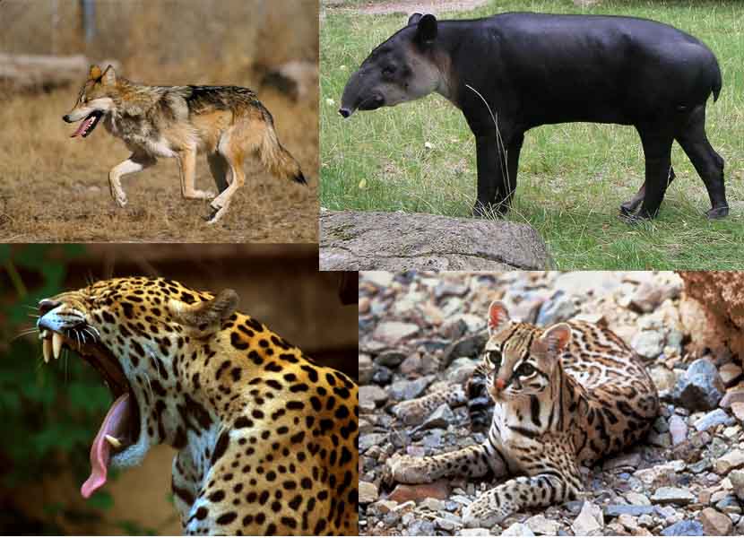 mamalia meksiko yang terancam punah seperti jaguar atau ocelot antara lain