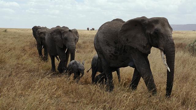 Kawanan Gajah di Serengeti