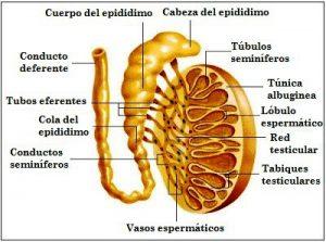 Tubulus seminiferus: fungsi, struktur, dan jenisnya