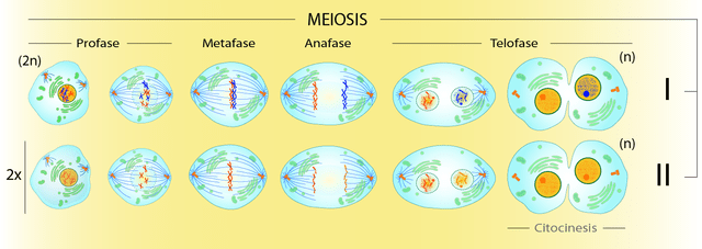 fase meiosis