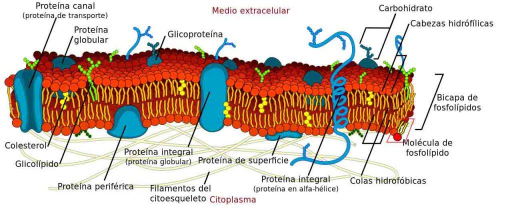 Bagian dari membran plasma
