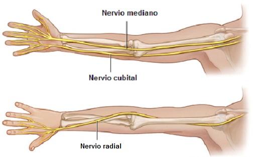 Saraf radial: anatomi dan fungsi