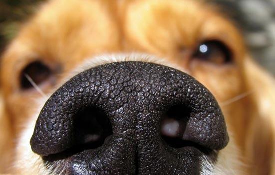 Bagaimana Indera Penciuman Anjing Bekerja?
