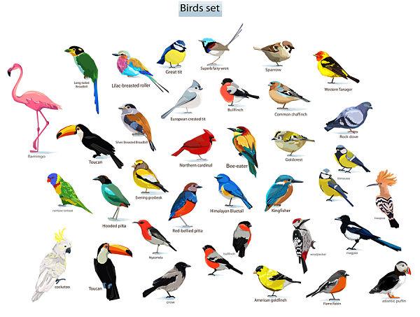 Apa yang Dipelajari Ornitologi?