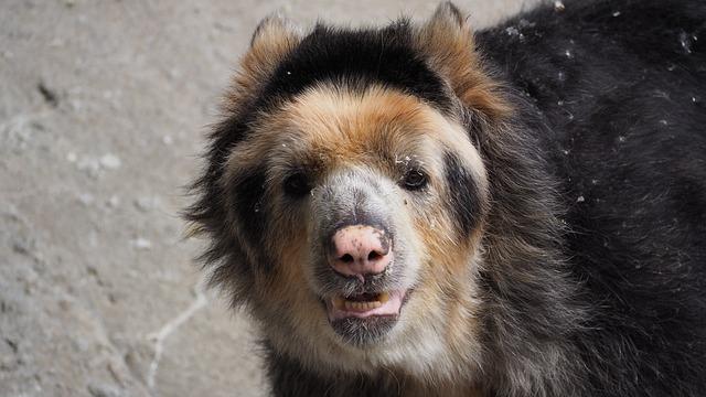 Beruang Andes adalah salah satu dari banyak hewan yang terancam punah di Peru.