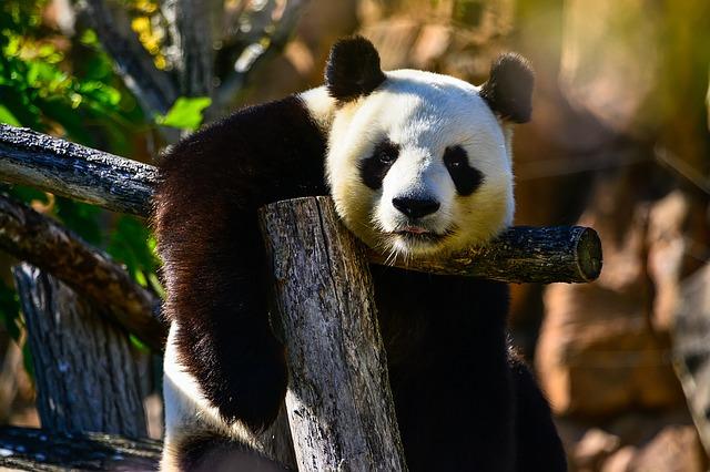 Hasil gambar untuk panda bear lifeder