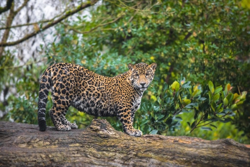 Jaguar: evolusi, karakteristik, habitat, reproduksi