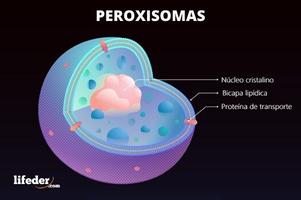 Peroksisom: karakteristik, fungsi, struktur, biogenesis