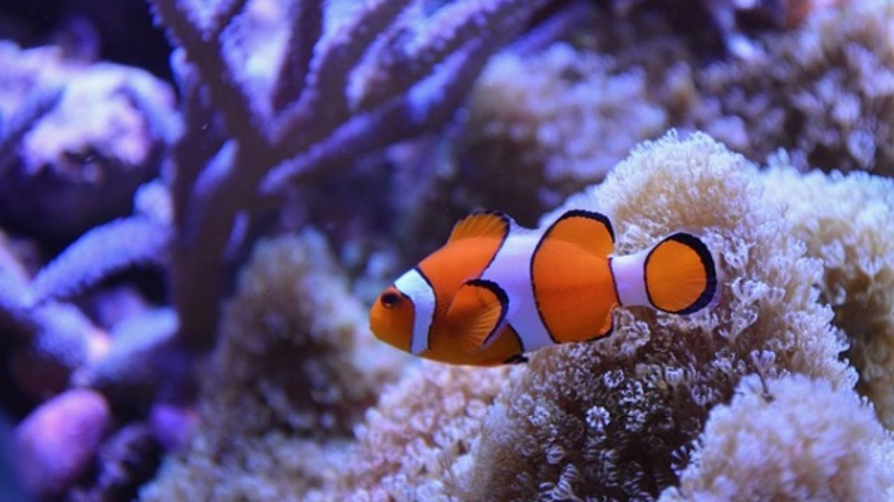Hasil gambar untuk clown fish lifeder.com