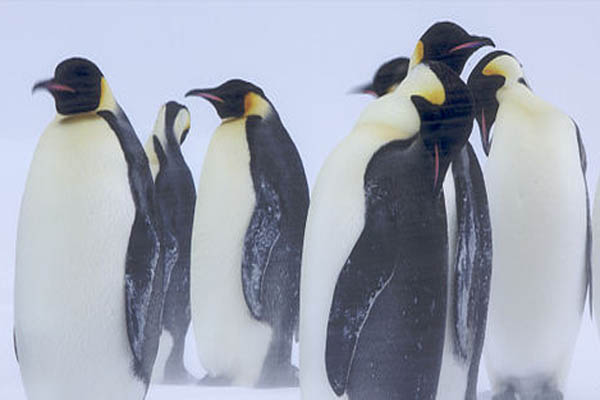Flora dan fauna Antartika: spesies perwakilan