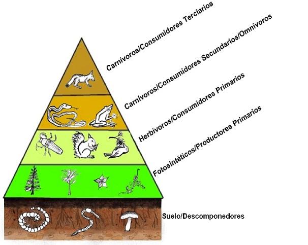 piramida ekologi