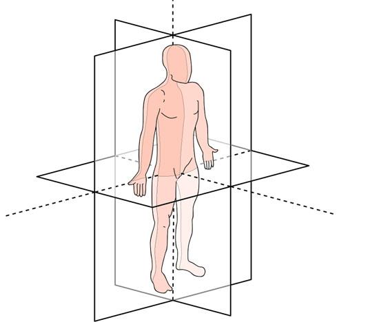 Planimetri anatomi: bidang, sumbu, istilah orientasi