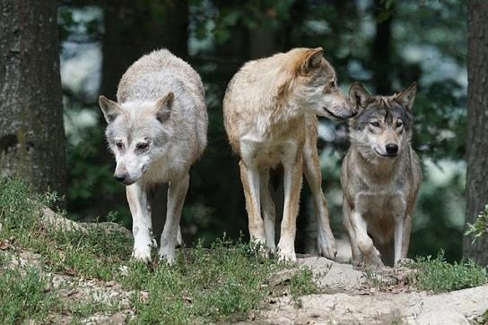 populasi hewan serigala