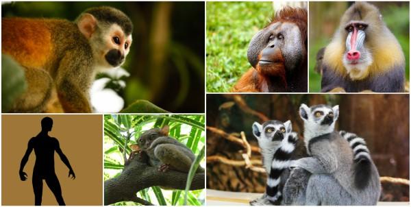 Primata: karakteristik, evolusi, makan, reproduksi