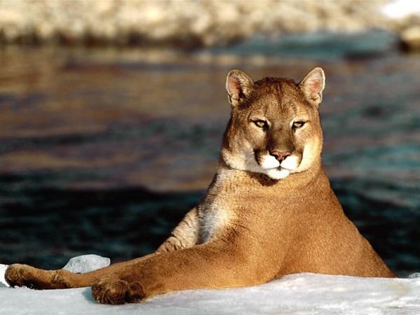 Puma adalah salah satu hewan pegunungan Andes.