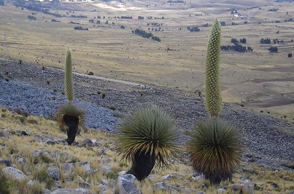 Flora Puna Peru: Karakteristik Utama