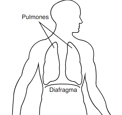 Respirasi paru: karakteristik, proses, fase