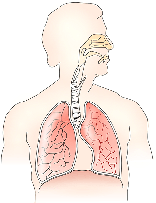 Respirasi paru: karakteristik, proses, fase