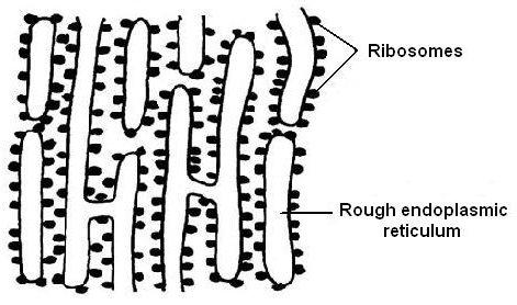 Retikulum endoplasma kasar: struktur dan fungsi