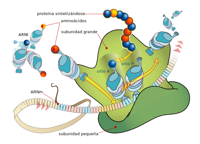 Hasil gambar untuk ribosom lifeder