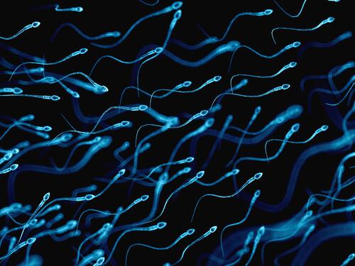 5 Perbedaan Sperma dan Spermatid
