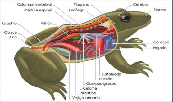 Seperti apa sistem pencernaan amfibi?