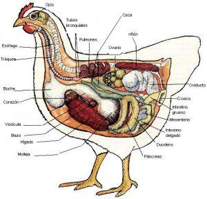 Diagram sistem pencernaan burung dan bagian-bagiannya. 