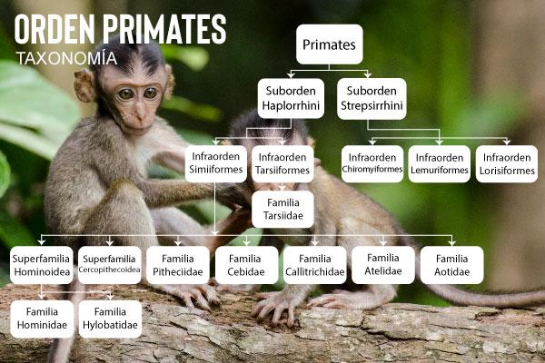 Primata: karakteristik, evolusi, makan, reproduksi