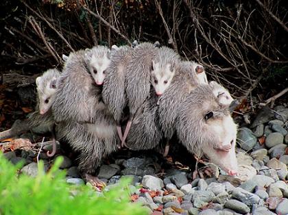 Opossum dengan anak-anaknya di luar kantong.