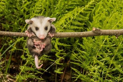 Bagaimana Opossum Merawat Anaknya dan Berapa Banyak yang Dapat Mereka Miliki