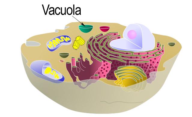 vakuola di dalam sel