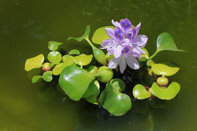 Lili air: karakteristik, habitat, perawatan, kegunaan