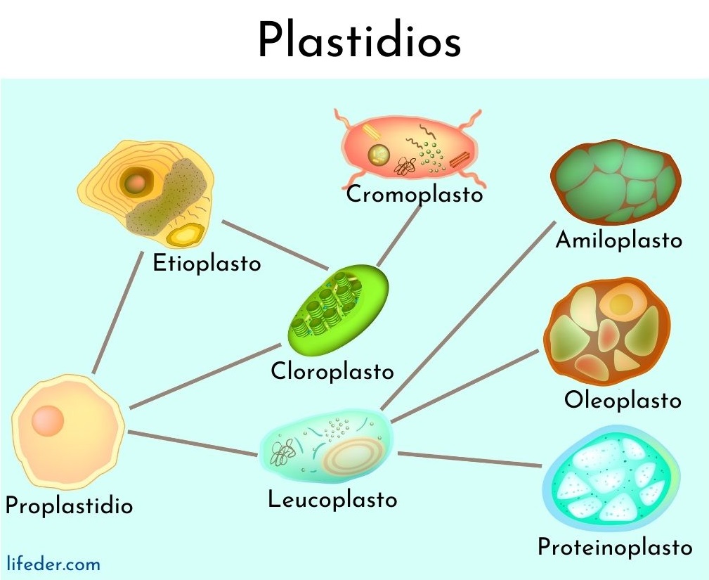 Plast atau plastida