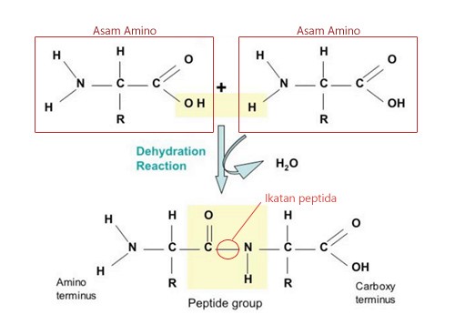 Struktur Peptida