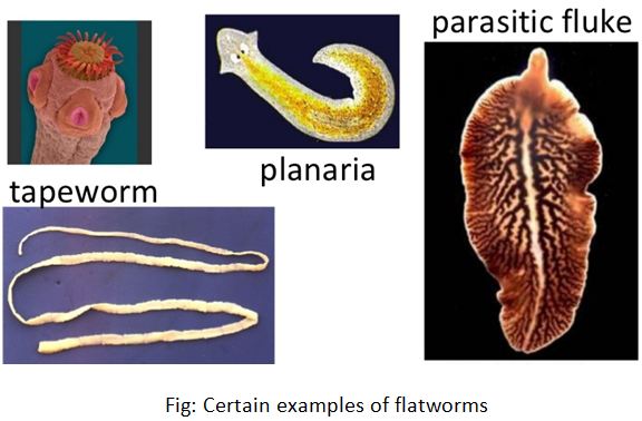 Contoh platyhelminthes