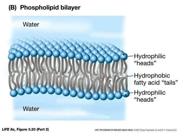 Fosfolipid Bilayer - struktur