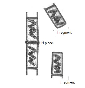 gambar Fragmentasi Spirogyra