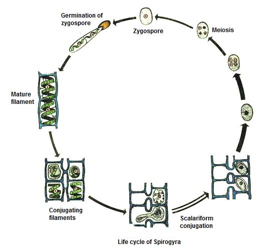 gambar siklus hidup Spirogyra