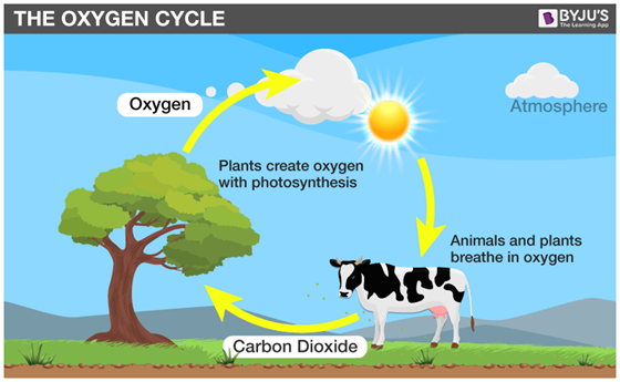 Siklus Oksigen